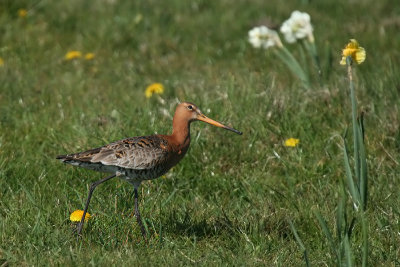 Black-tailed Godwit