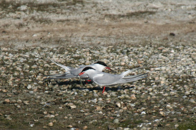 Common Terns - Sterne comuni