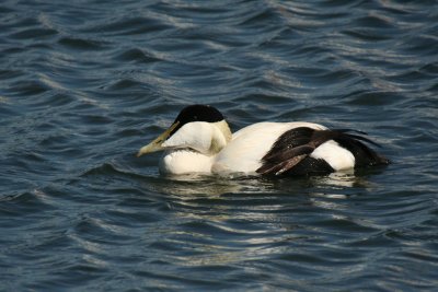 Eider ( male ) 