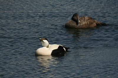 Eider ( male and female )