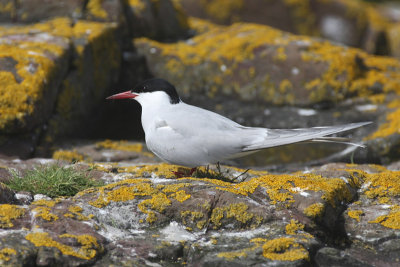 Arctic Tern - Sterna artica