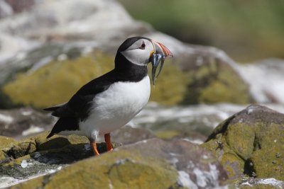 Puffin - Pulcinella di mare