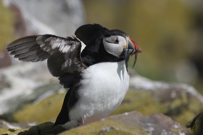 Puffin - Pulcinella di mare