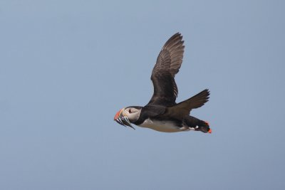 Puffin - Pulcinella di mare