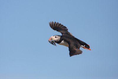 Puffin - Pulcinella di mare