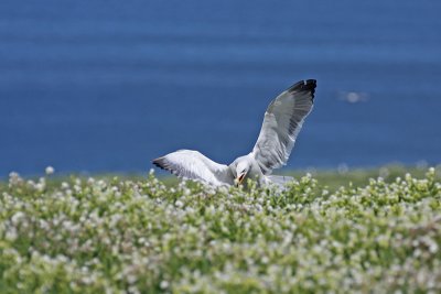 Herring Gull - Gabbiano reale nordico