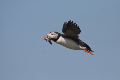 Puffin - Pulcinella di mare