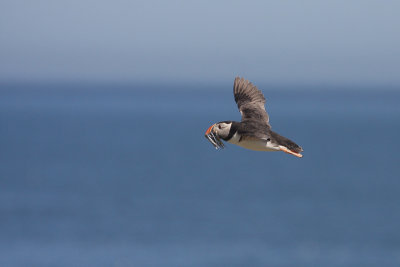 Puffin - Pulcinella di mare