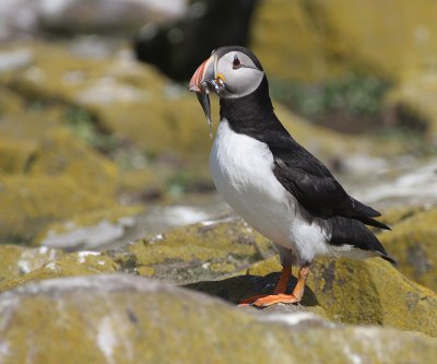 Puffin - Pulcinella di mare