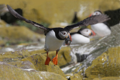 Puffin - Pulcinella di mare