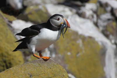 Puffin - Pulcinella di mare
