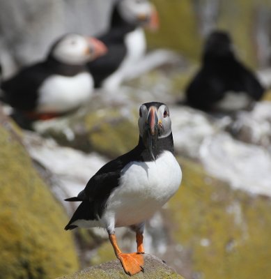 Puffin - Pulcinella di mare