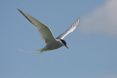 Arctic Tern - Sterna artica