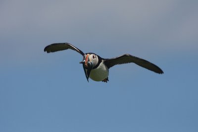 Puffin - Pulcinella di mare