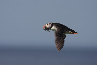 Puffin - Pulcinella di mare