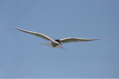 Arctic tern - Sterna artica