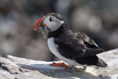 Puffin - Pulcinella di mare