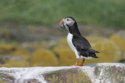 Puffin - Pulcinella di mare