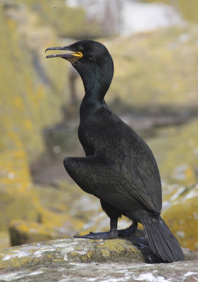 Shag - Marangone dal ciuffo