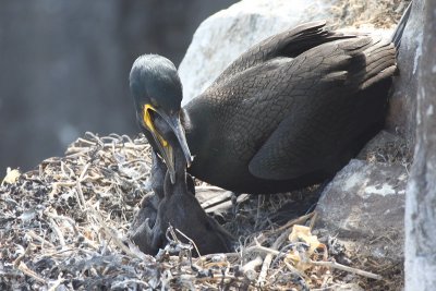 Shag - Marangone dal ciuffo