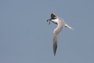Sandwich Tern - Beccapesci