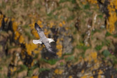 Fulmar - Fulmaro