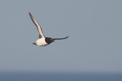 Razorbill - Gazza marina