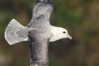 Fulmar - Fulmaro