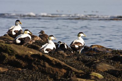 Eiders - Edredoni