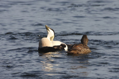 Eiders ( male and female ) - Edredoni ( maschio e femmna )