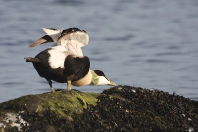 Eider ( male ) - Edredone ( maschio )