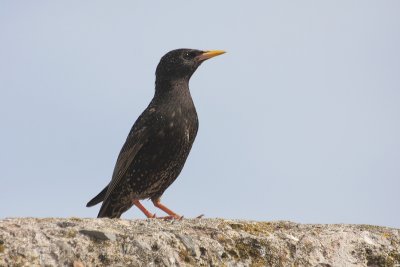 Starling - Storno