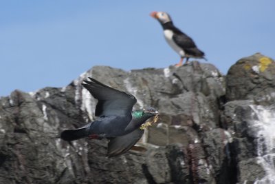 Rock Pigeon - Piccione selvatico