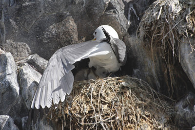 Kittiwake with chicken - Gabbiano tridattilo con nidiaceo