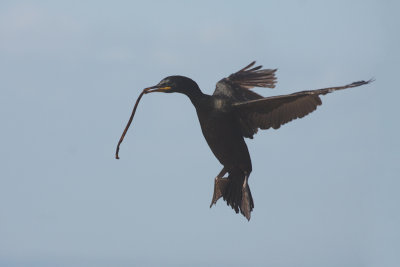 Shag -Marangone dal ciuffo