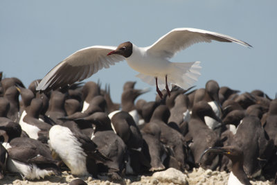 Black-headed Gull and Guillemots