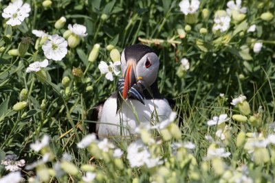 Puffin - Pulcinella di mare