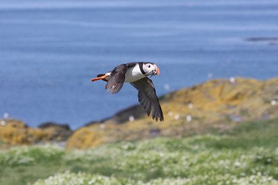Puffin - Pulcinella di mare