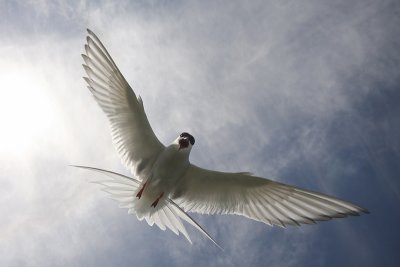 Arctic Tern - Sterna artica
