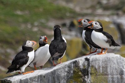 Puffins - Pulcinella di mare