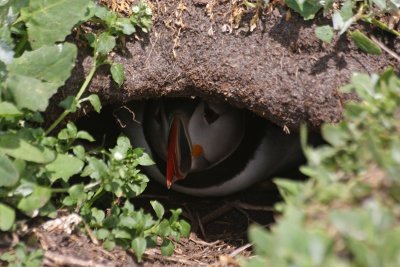 Puffin at nest