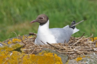 Black headed Gull nesting