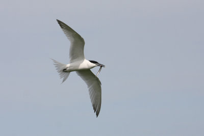 Sandwich Tern - Beccapesci