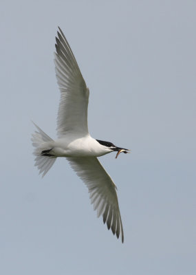 Sandwich Tern - Beccapesci