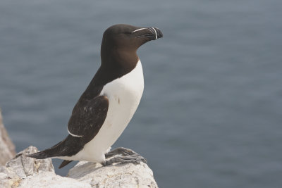 Razorbill - Gazza marina