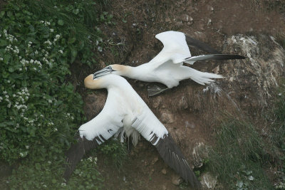 fighting Gannets