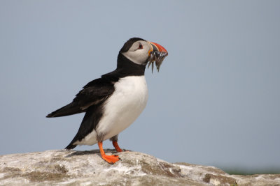 Puffin - Pulcinella di mare