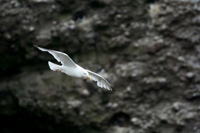 Herring Gull - Gabbiano reale nordico