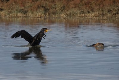 Cormorant and Water Rodent