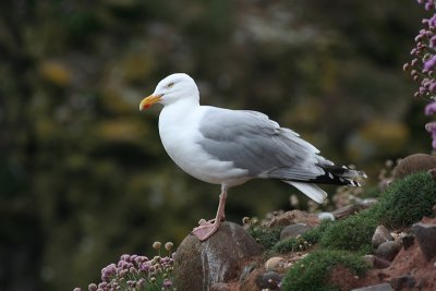Herring Gull - Gabbiano Reale nordico